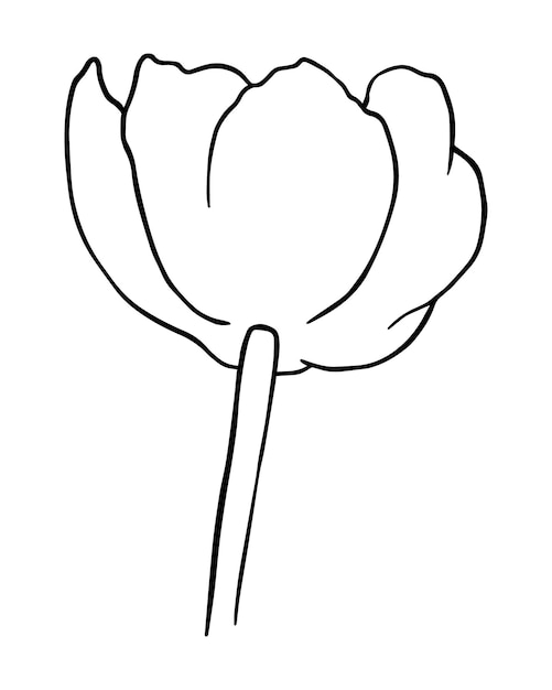 Tulip bud with stem and leaves flower doodle linear