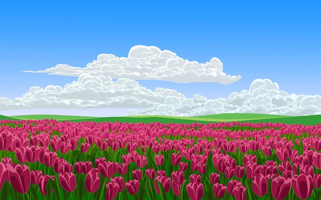 Vector tulip flower field in sunny day