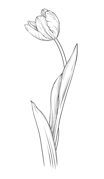 Tulip flower hand drawn vector illustration