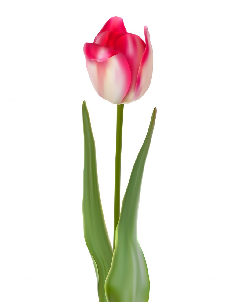 Vector tulip flower isolated on white