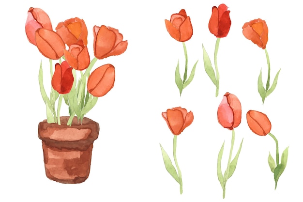 Fiore tulipano in vaso di terracotta acquerello oggetto singolo