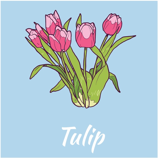 Tulip flower vector illustration colored