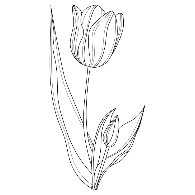 Vector tulip flowers linear flowers botany abstract linear flower vector illustration of a tulip