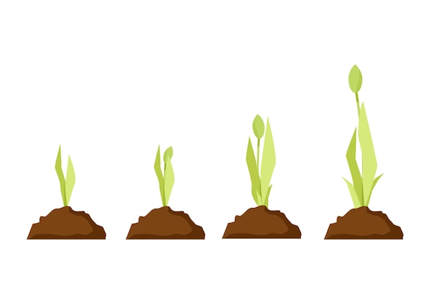 芽から地面のチューリップの成長段階