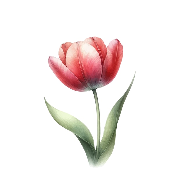 Premium Vector | Tulip hand drawn watercolor illustration isolated on ...