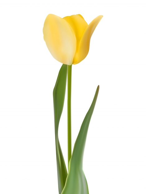 Vector tulip isolated on white