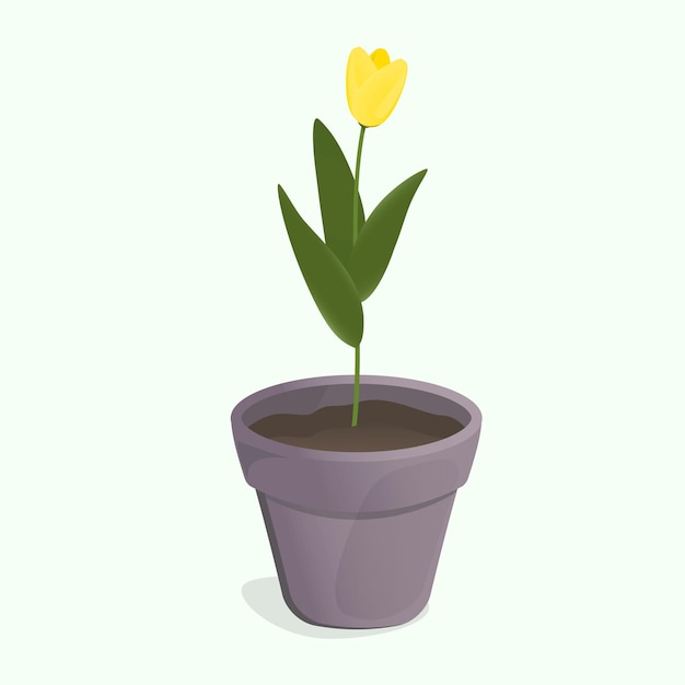 Tulip in a pot on green backround