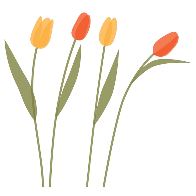 Tulip Transparent Illustration Set