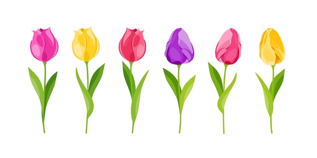 Tulips are yellow, red, purple. Delicate flowers set. Flowering. illustration in cartoon style.