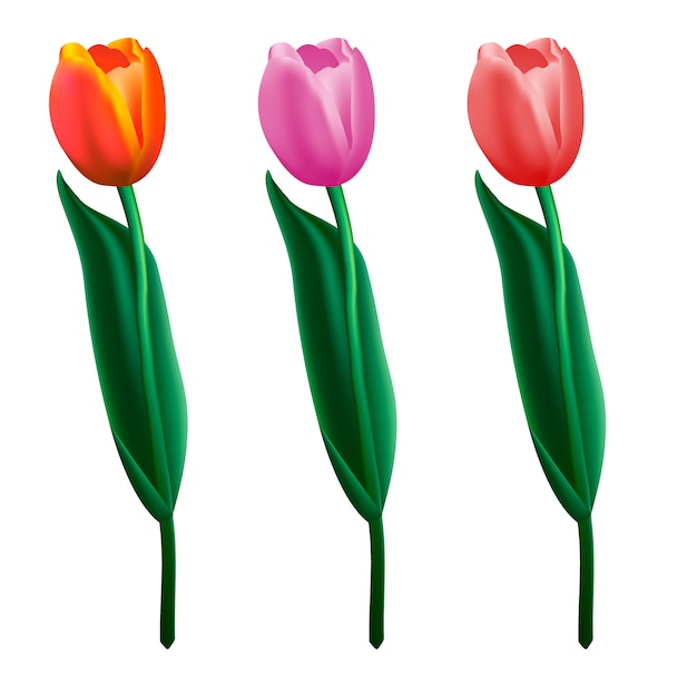 Tulips colorful.realistic  illustration.