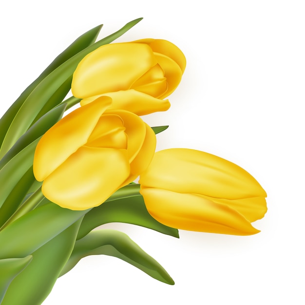 Tulips decorative background.