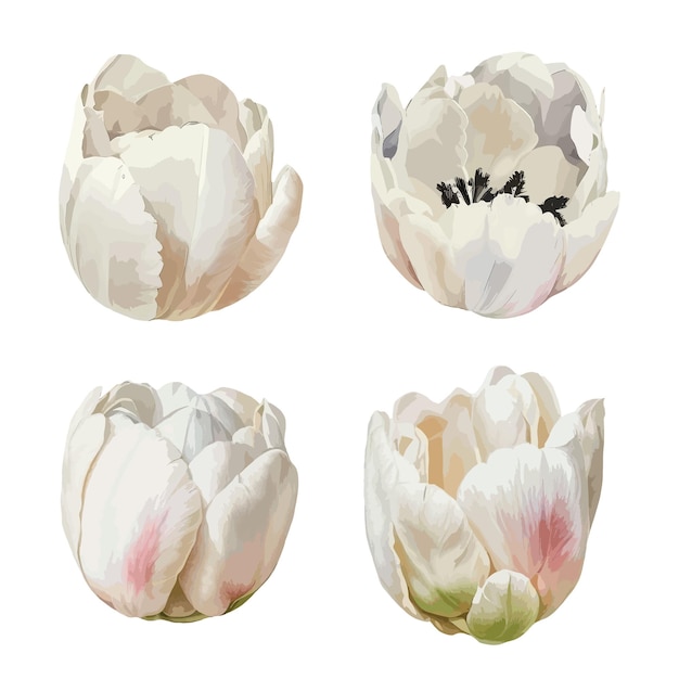 Vector tulips flower clipart isolated vector illustration