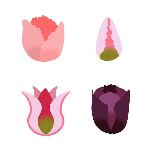 Vector tulips flower set