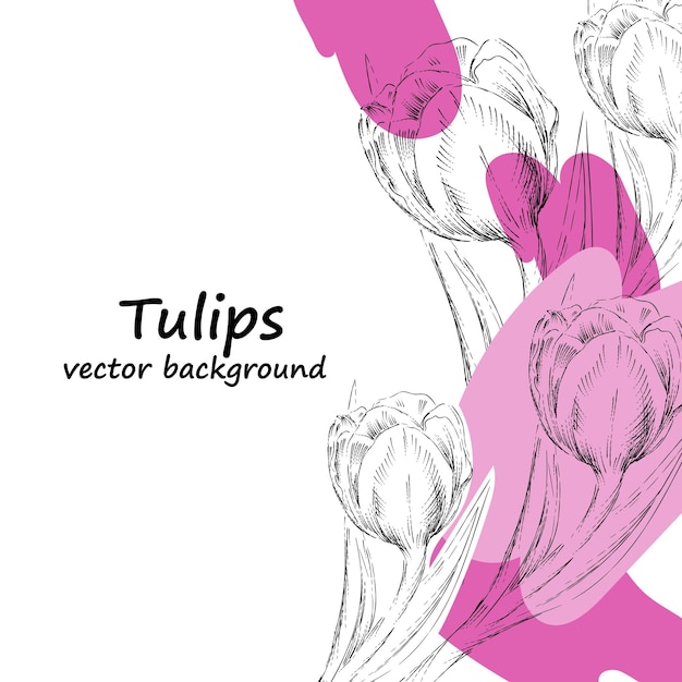 Tulips flowers banner or card layout Tulips vector background