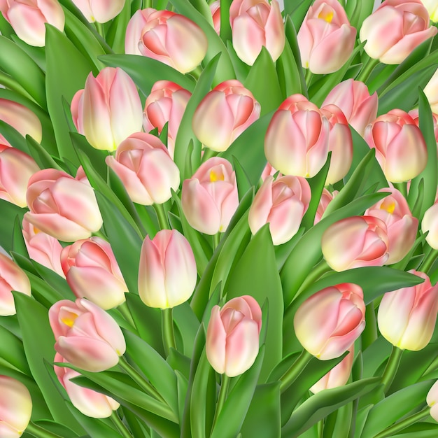 Tulips flowers.