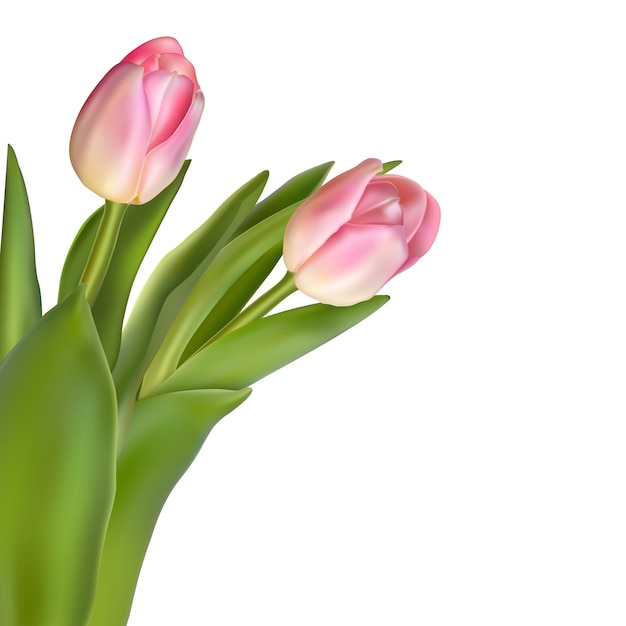 Vector tulips isolated on white.