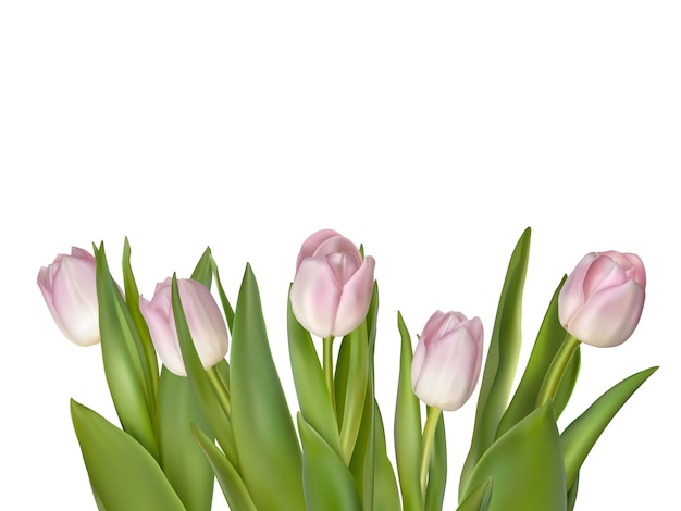 Tulips isolated on white.