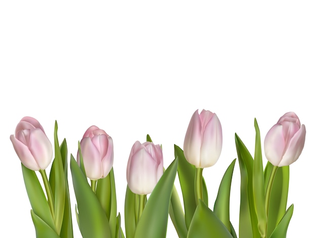 Tulips isolated on white.