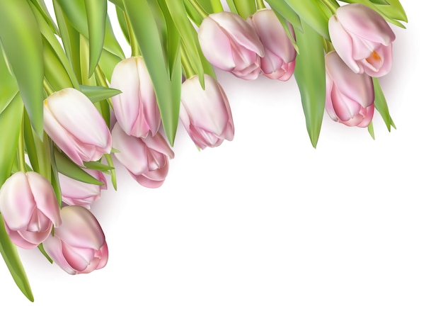 Vector tulips isolated on white.