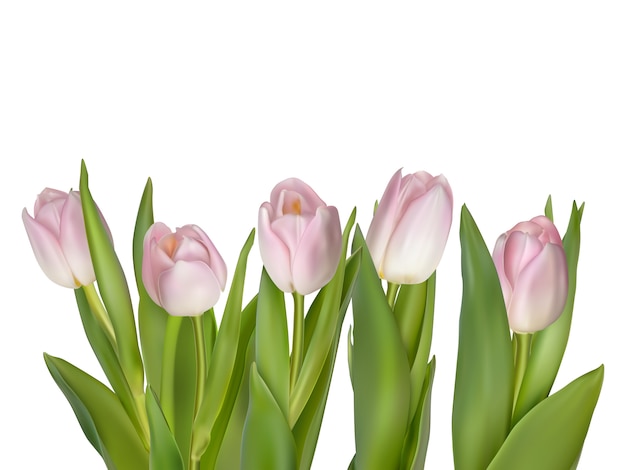 Tulips isolated