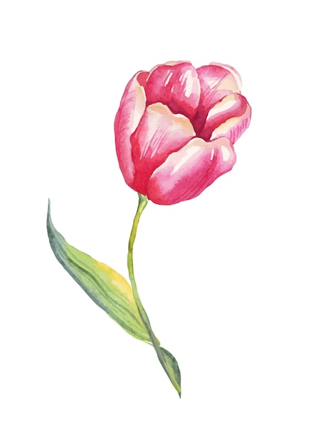 Tulipani illustrazione ad acquerello vettore