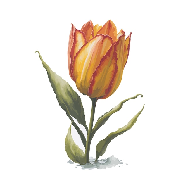 Tulips watercolor simple vector