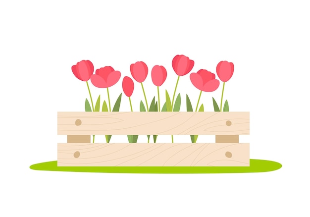 Tulips in wooden box on white background Fresh red flowers Spring flowering flowers