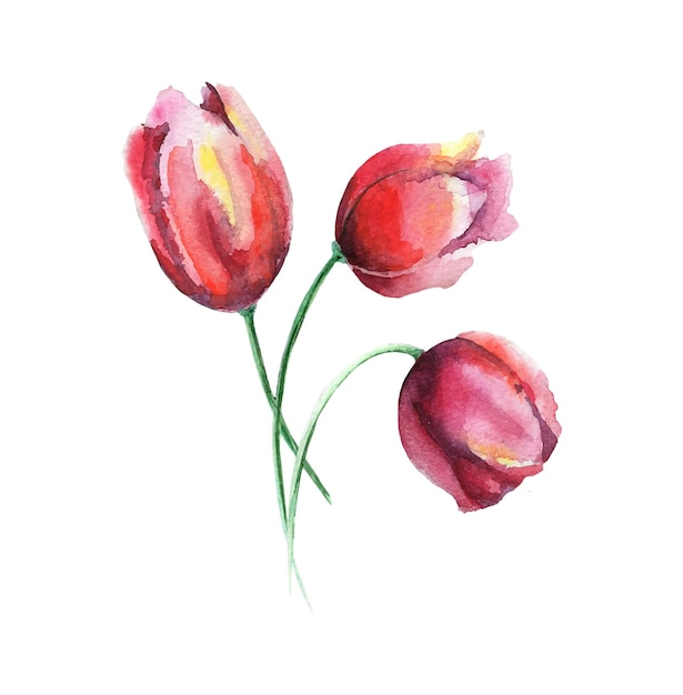 Vector tulips