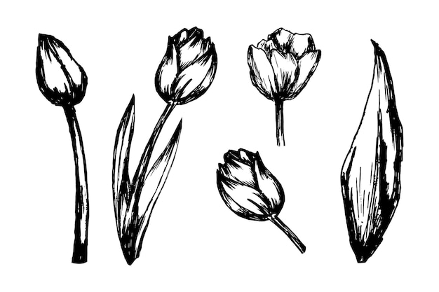 Tulp bloem collectie hand getekend illustratie ontwerp