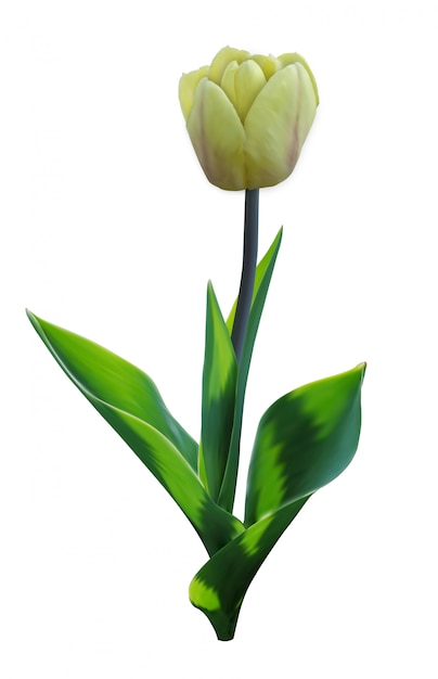 Tulp. Bloem met bladeren. 3D-realistisch