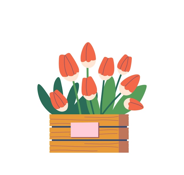 Vector tulp bloemen boeket in decoratieve doos mooie bloesems aanwezig voor verjaardag of moederdag natuurlijke home decor geïsoleerd op een witte achtergrond cartoon vector illustratie pictogram clipart