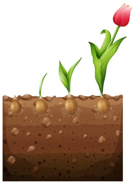 Vector tulp groeit uit de grond