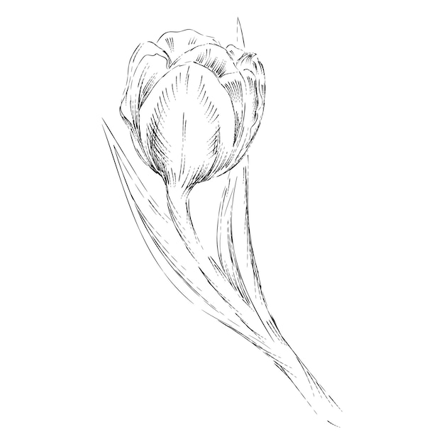 Tulpen bloem zwart-wit schets hand getekende vector illustratie geïsoleerd