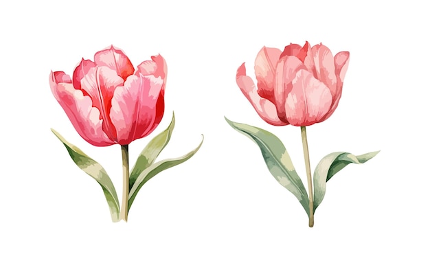 Tulpen clipart geïsoleerde vector illustratie