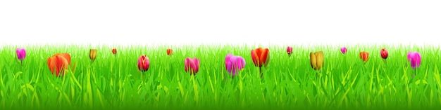 Tulpen onder groen gras lente weide panoramisch uitzicht vector illustratie witte background