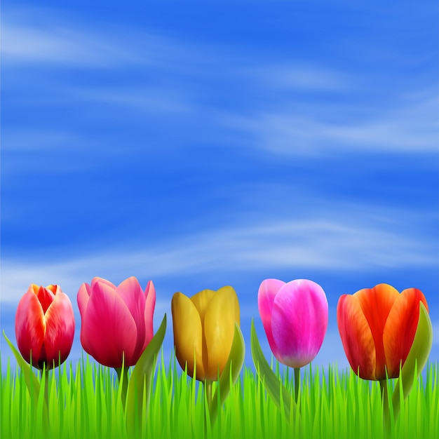 Tulpen tegen de blauwe hemel heldere lente achtergrond vector bloem