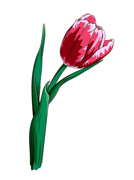 Vector tulpenbloem geïsoleerd op witte achtergrond met de hand getekende vectorillustratie