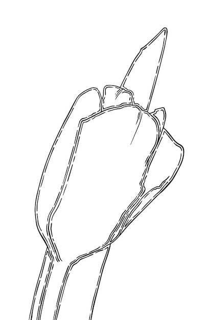 Vector tulpenknop met stengel en bladeren bloem doodle lineair