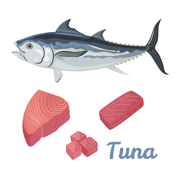 Vector tuna fish and fillet cartoon illustration