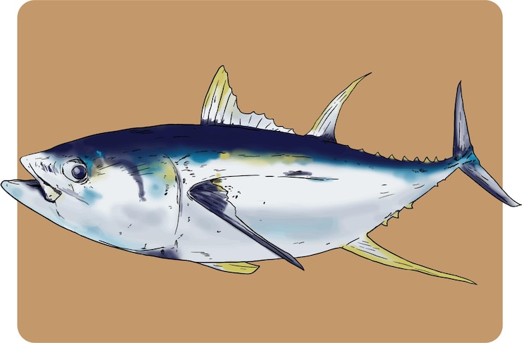 Vector tuna fish illustration