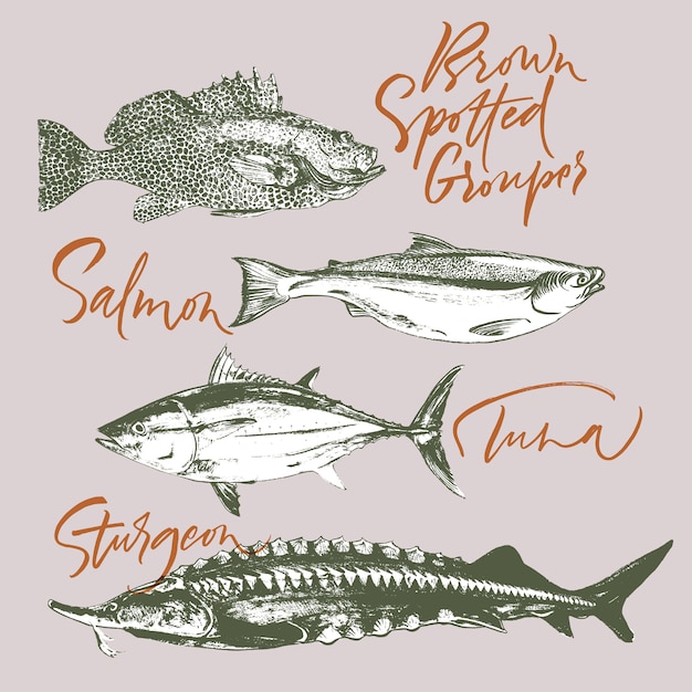 Vettore tonno, salmone, cernia maculata marrone, storione