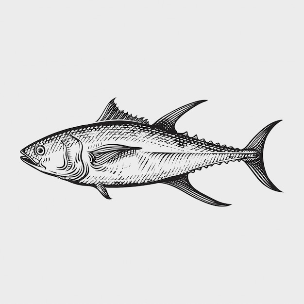 Tuna seafood hand drawn engraving style illustrations