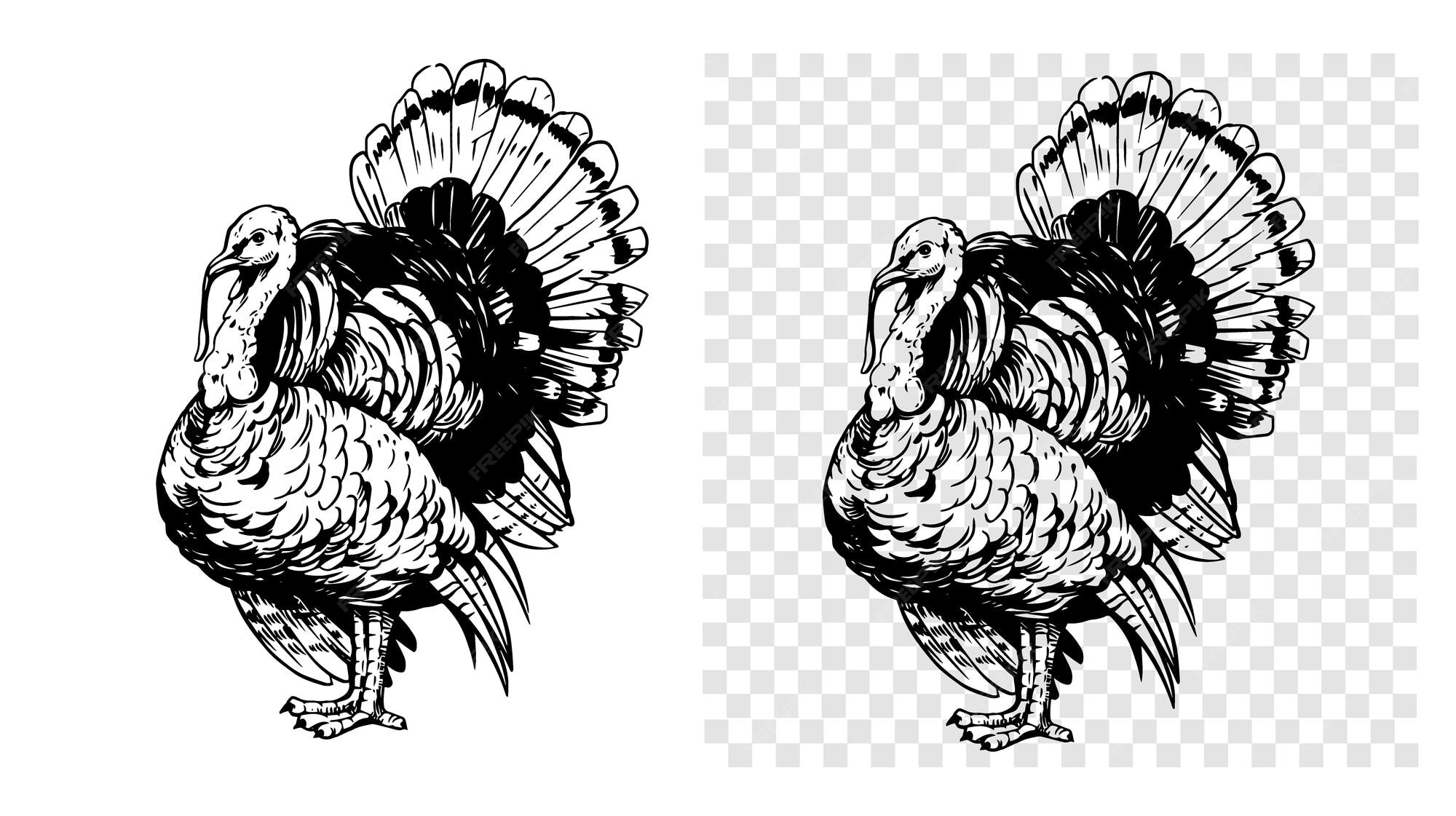 Premium Vector Turkey bird vector illustration hand drawn sketch