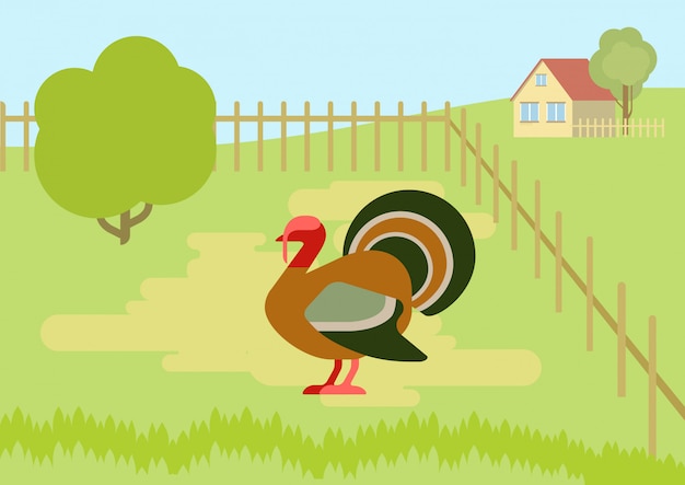 Vector turkey on the farm courtyard flat design cartoon   wild animals birds.