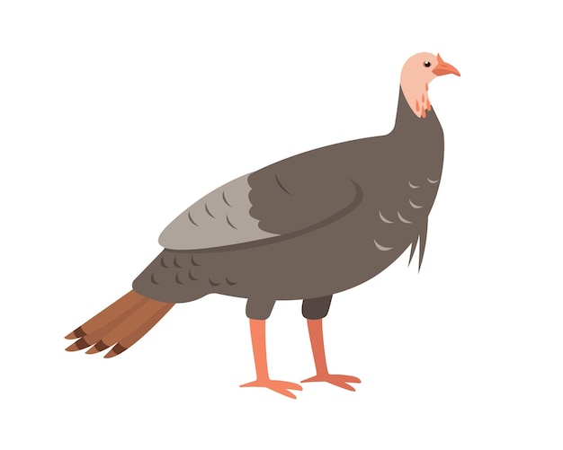 Vector turkey female bird domestic farm or wild turkey bird