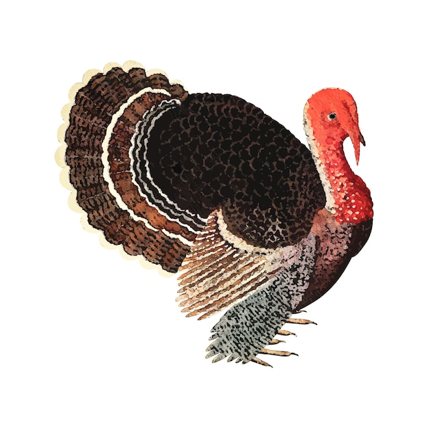 Vector turkey watercolor vector illustration