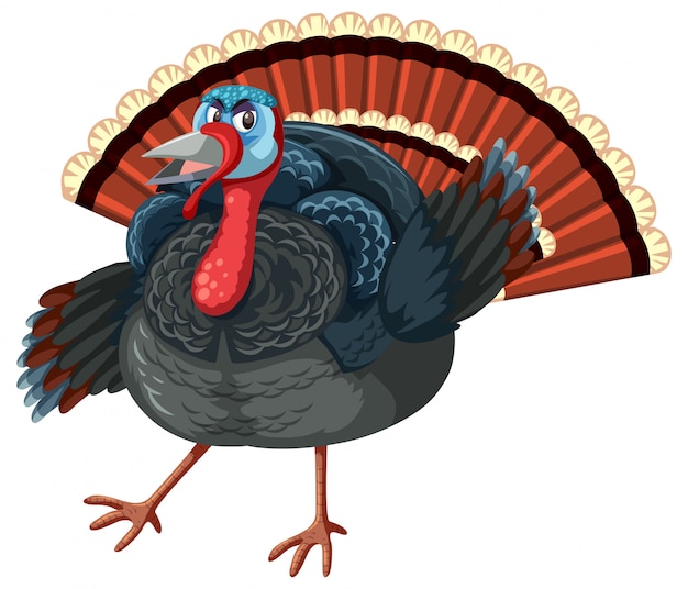 Vector a turkey on white background