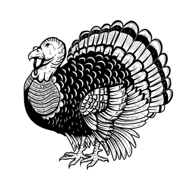 Turkije illustratie op witte achtergrond. Thanksgiving-thema. element voor poster, kaart,. illustratie