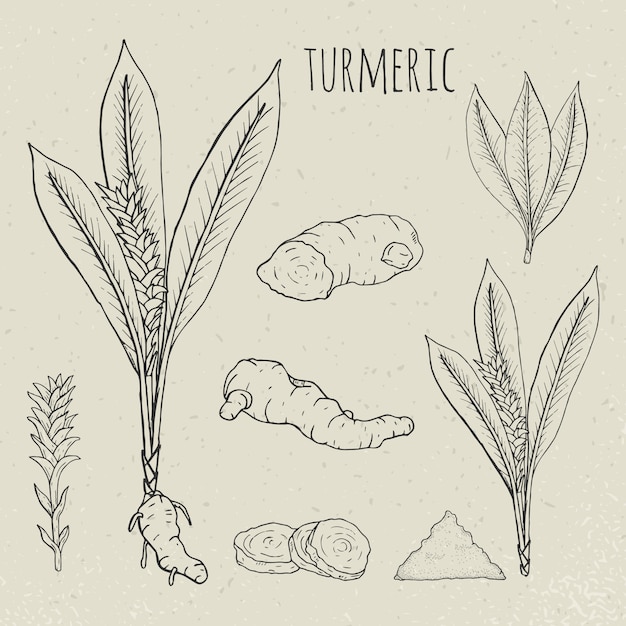 Vector turmeric medical botanical isolated illustration. plant, root cutaway, leaves, spices hand drawn set. vintage sketch.