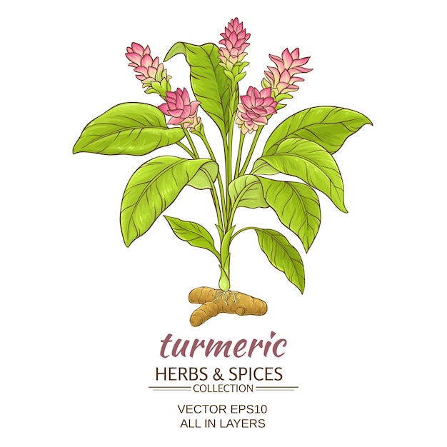 Vector turmeric plant illustration